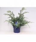 Juniperus