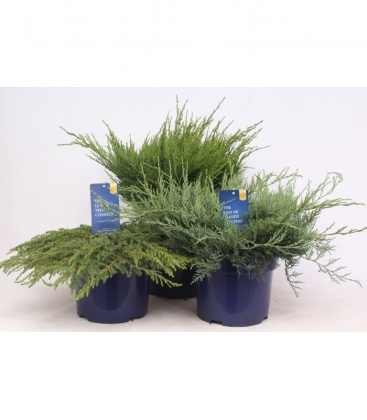 Juniperus