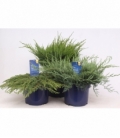 Juniperus