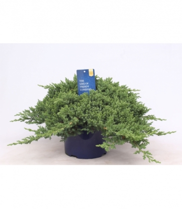 Juniperus