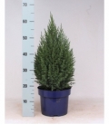 Juniperus