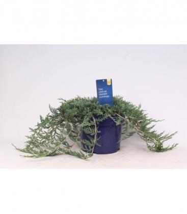 Juniperus