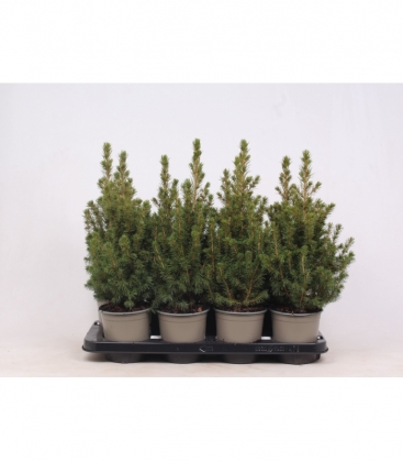 Picea