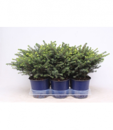 Picea