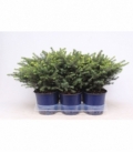 Picea