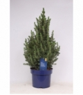 Picea