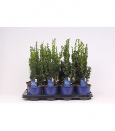 Taxus