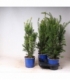 Taxus