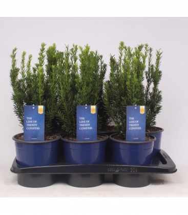 Taxus