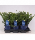 Taxus