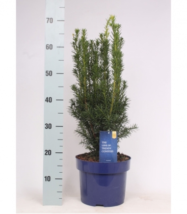 Taxus