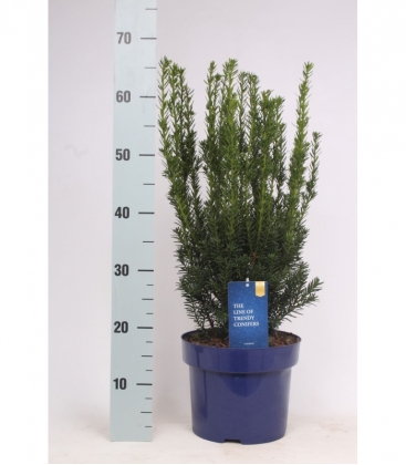 Taxus