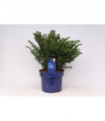 Taxus