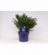 Taxus