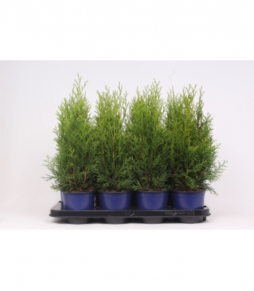 Thuja