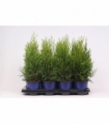 Thuja