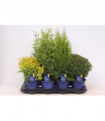 Thuja