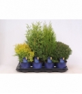 Thuja