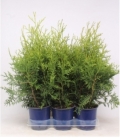 Thuja