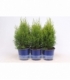 Thuja