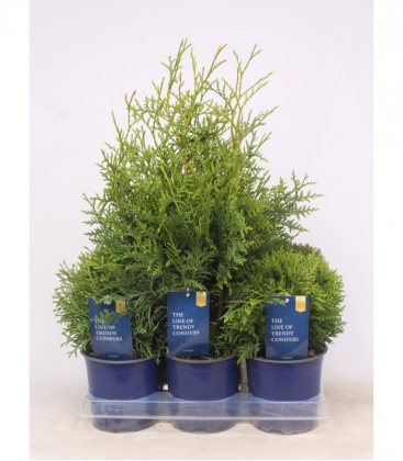 Thuja