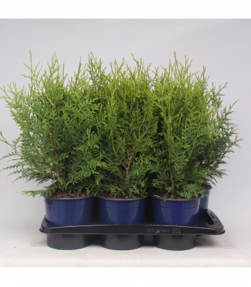 Thuja