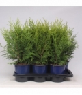 Thuja