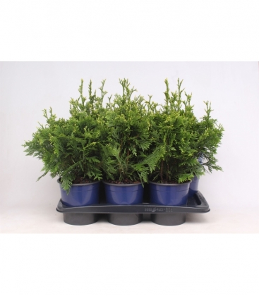 Thuja