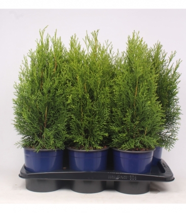 Thuja