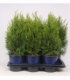 Thuja