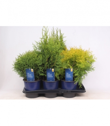 Thuja