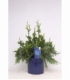 Thuja