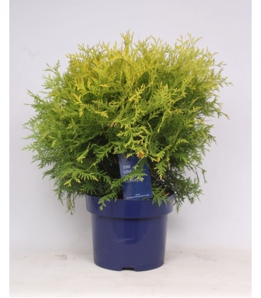 Thuja