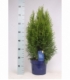 Thuja