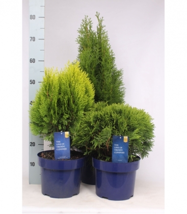 Thuja