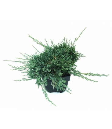 Juniperus