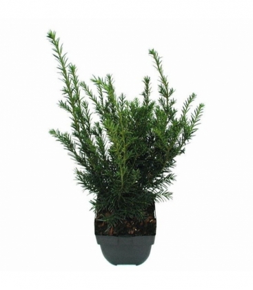 Taxus