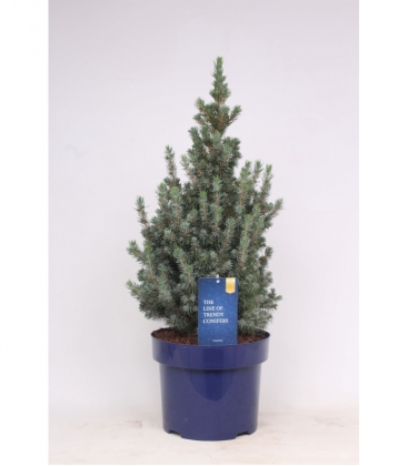 Picea