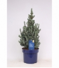 Picea