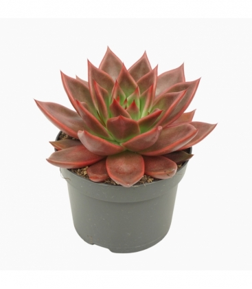 Echeveria