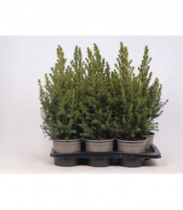 Picea