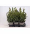 Picea