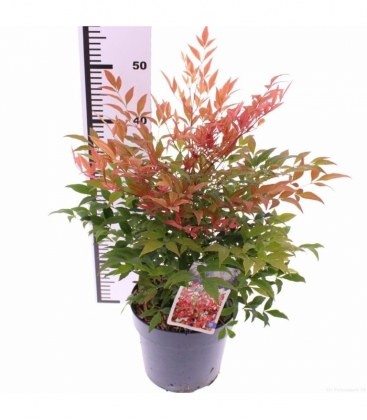 Nandina