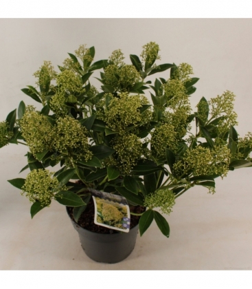 Skimmia