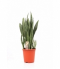 Sansevieria