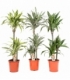 Dracaena