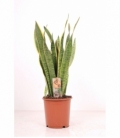 Sansevieria