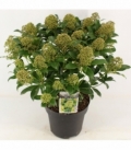 Skimmia