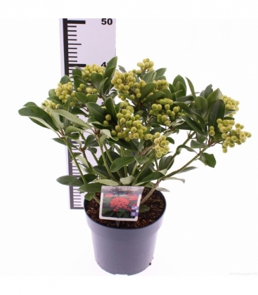 Skimmia