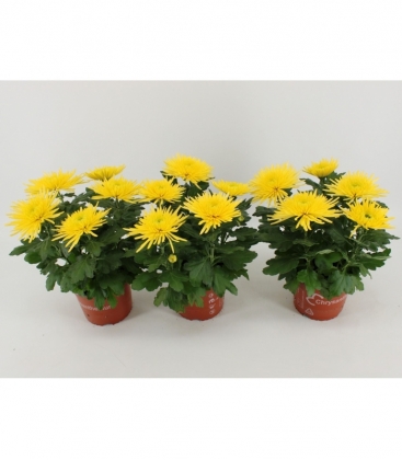 Chrysanthemum